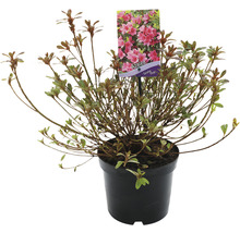 Azalea plant in een pot