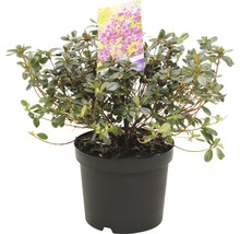 Azaleaplant in pot met plantenlabel