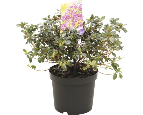 Azaleaplant in pot met plantenlabel