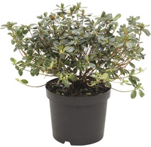 Rhododendron in pot