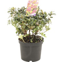 Azalea in pot