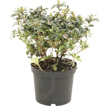 Rhododendron in pot met groene bladeren
