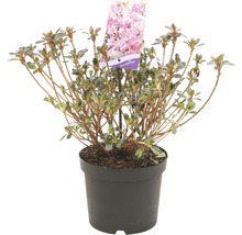 Azalea in pot met etiket