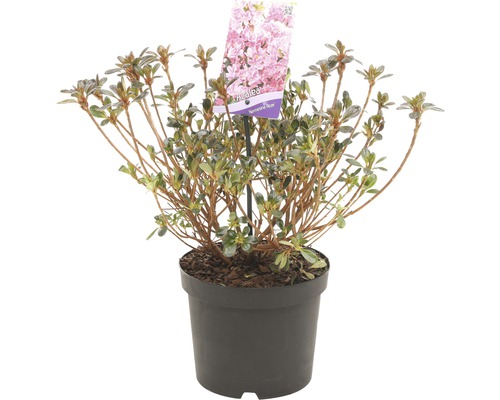 FLORASELF® Rhododendron Azalea Rhododendron (Azalea) 'Kermesina' potmaat Ø19 cm Azalea in pot met etiket