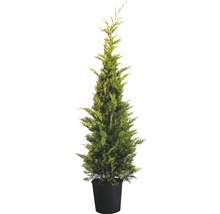 Cipres in pot