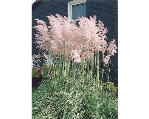 FLORASELF Roze Pampasgras Cortaderia selloana 'Rosea' potmaat Ø 19 cm H 15-80 cm Pampasgras in de tuin