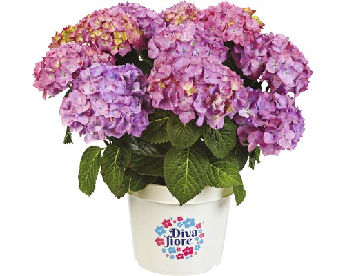 Hortensia in pot met Diva Fiore logo