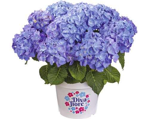 Blauwe hortensia in pot