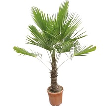 Hennep palm in pot