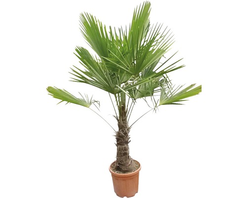 Hennep palm in pot
