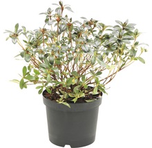 Rhododendron in pot