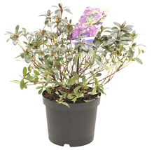 Azalea in pot