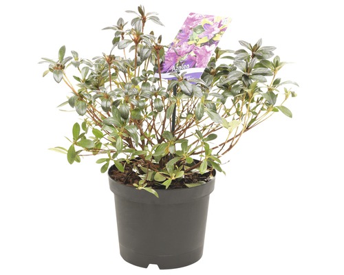 Azalea in pot