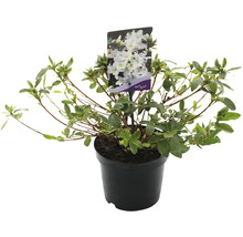 Azalea Mary Helen in pot