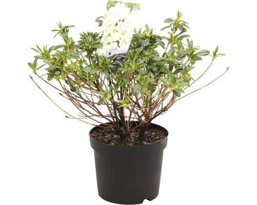 Azalea in pot met witte bloemen
