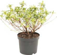 Rhododendron in pot