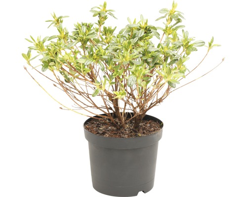 FLORASELF® Rhododendron 'Pleasant White' Ø19 cm wit