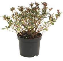 Rhododendron in pot