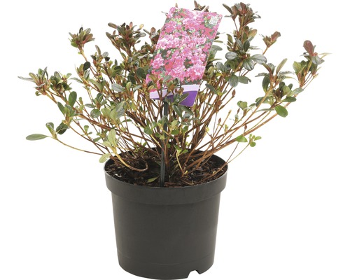 Azalea in pot met plantenlabel
