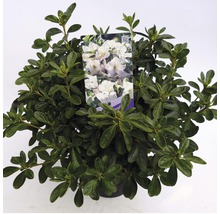 Azaleaplant in pot met etiket