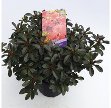 Azalea in pot met plantenlabel