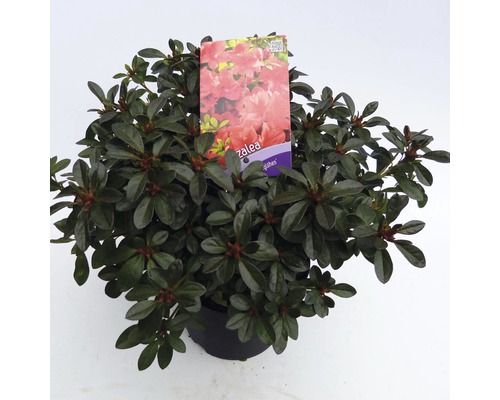 FLORASELF® Rhododendron Azalea Rhododendron (Azalea) 'Signalglühen' potmaat Ø19 cm Azalea in pot met plantenlabel