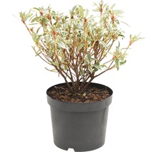Rhododendron in pot