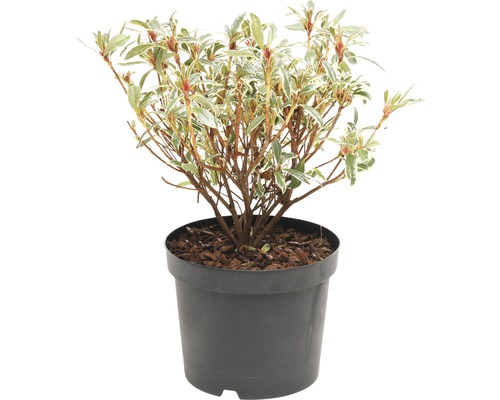 FLORASELF® Rhododendron 'Silver Sword' Ø19 cm donkerroze