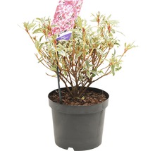 Azalea in pot