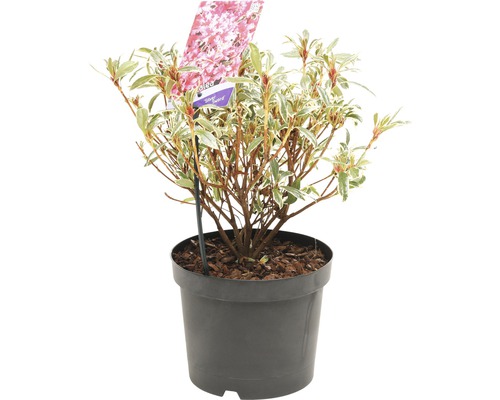 Azalea in pot