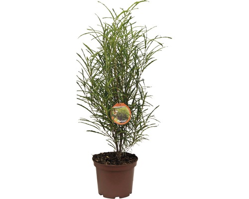 FLORASELF Smalbladige vuilboom Rhamnus frangula 'Fine Line' potmaat Ø 22.0 cm H 40-60 cm