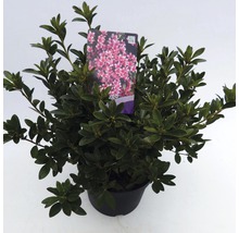 Japanse azalea in pot met plantenetiket