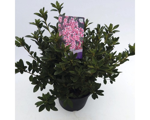 FLORASELF® Rhododendron Azalea Rhododendron (Azalea) 'Silvester' potmaat Ø19 cm Japanse azalea in pot met plantenetiket