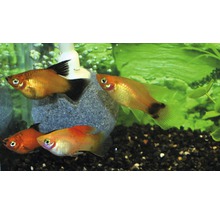 Diverse Platy vissen in aquarium