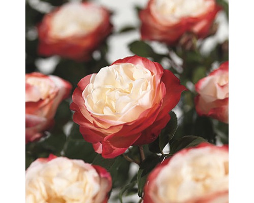 FLORASELF® Rozenstruik Rosa Nostalgie C3 rood-wit