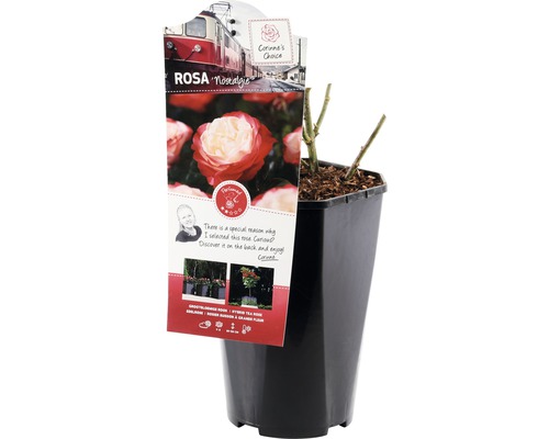 Nostalgie roos in pot