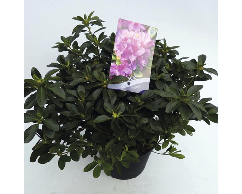 FLORASELF® Rhododendron Azalea Rhododendron (Azalea) 'Violetta' potmaat Ø19 cm Potazalea met violette bloemknoppen en een afbeelding van de open bloem op het plantenetiket