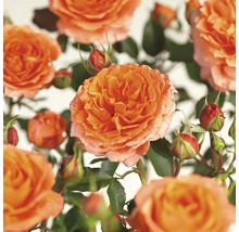 Close-up van oranje rozenbloemen