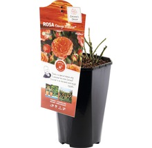 Orange Melove Roos in pot