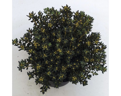 FLORASELF® Dwergrhododendron Rhododendron impeditum 'Arctic Blue' potmaat Ø17 cm