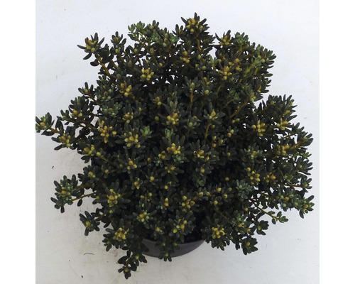 FLORASELF® Dwergrhododendron Rhododendron impeditum 'Arctic Blue' potmaat Ø17 cm Bovenaanzicht van een groenblijvende struikplant in pot.