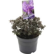 Rhododendron Arctic Blue in pot