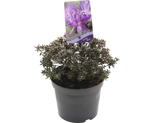 Rhododendron Arctic Blue in pot