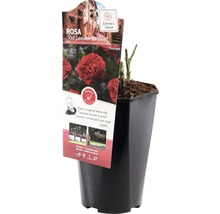 Rosa Red Leonardo da Vinci in pot