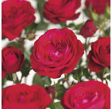 Rode trosroos met gevulde bloemen