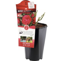 Rosa Red Meilove in pot