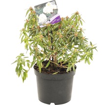 Rhododendron in pot met label