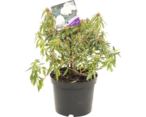 Rhododendron in pot met label