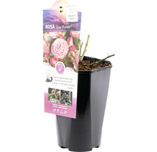 Roos in pot, soort Rose Meilove, Rosa