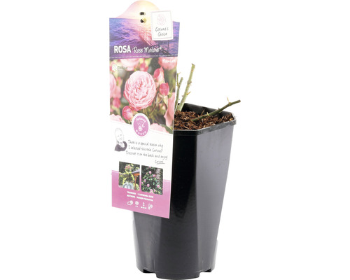 Roos in pot, soort Rose Meilove, Rosa